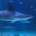 aquarium 028