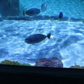 aquarium 030
