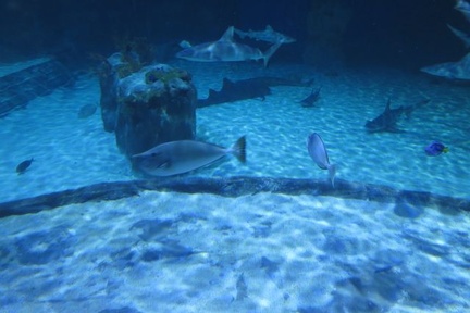 aquarium 029