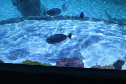aquarium 030
