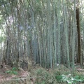 Bamboo05