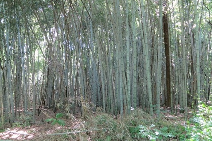 Bamboo05