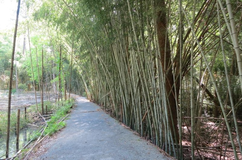 Bamboo07.jpg
