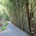 Bamboo07
