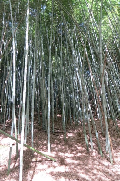 Bamboo09.jpg
