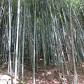 Bamboo09