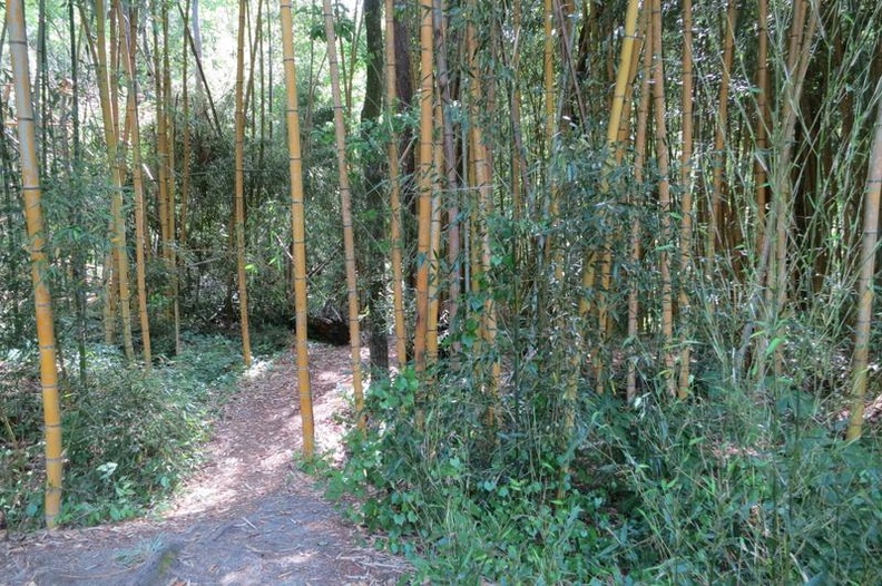 Bamboo12.jpg
