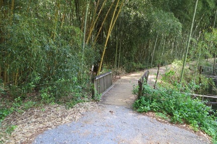 Bamboo13