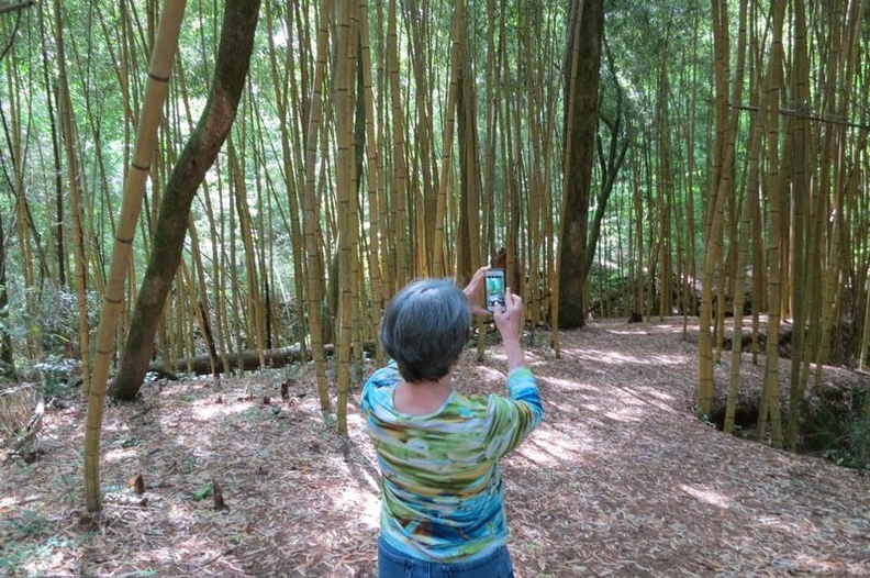 Bamboo14.jpg