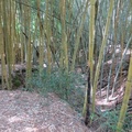 Bamboo16