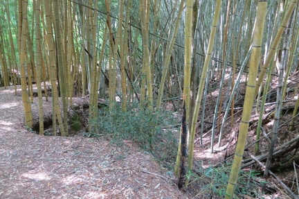 Bamboo16