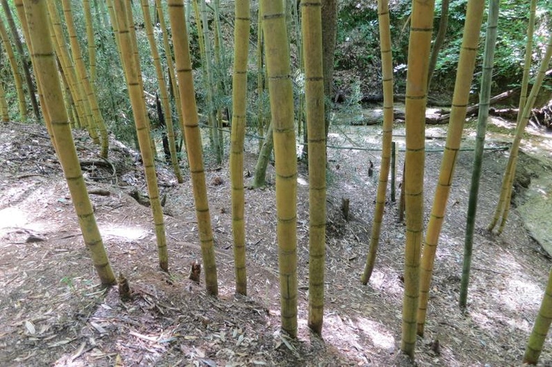 Bamboo18.jpg