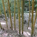 Bamboo18