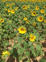 Sunflowers06