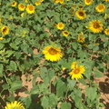 Sunflowers06