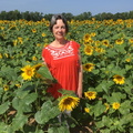 Sunflowers12