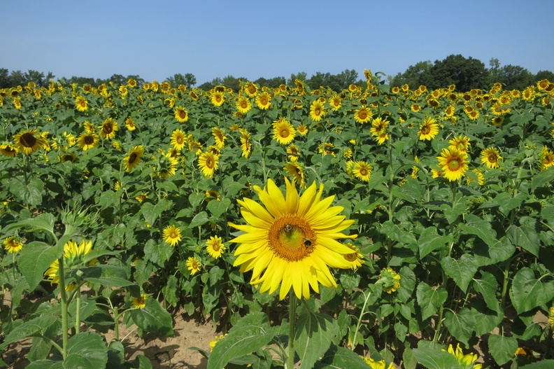 Sunflowers20.jpg