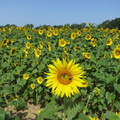 Sunflowers20