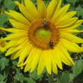 Sunflowers21