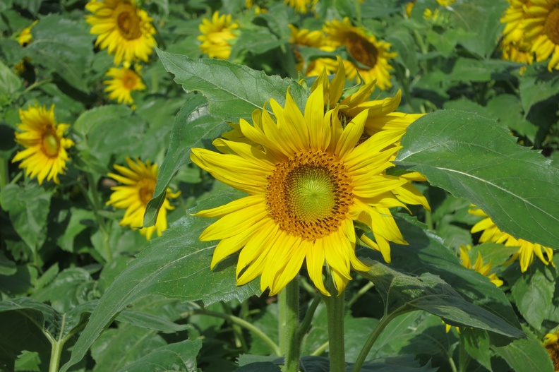 Sunflowers22.jpg