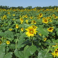 Sunflowers23