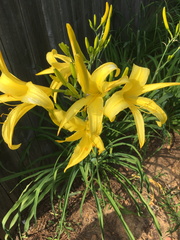 Daylily