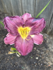 Daylily2