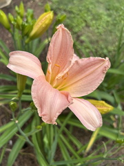 Daylily3
