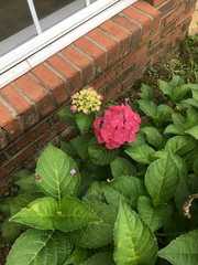 Hydrangea